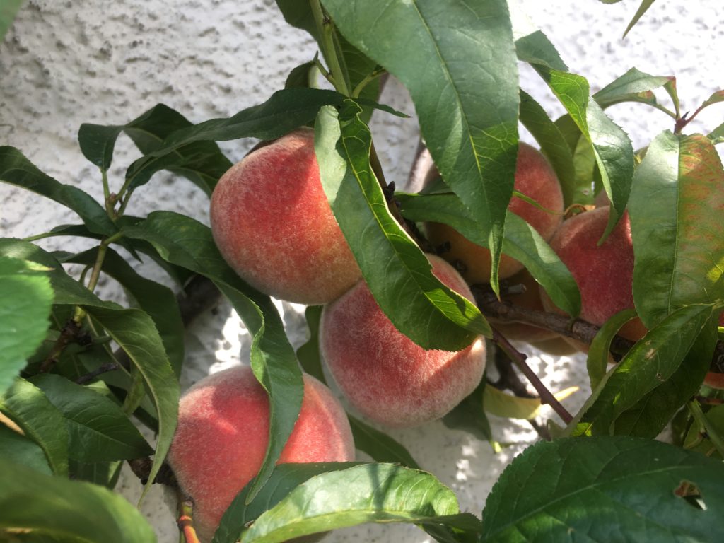 Kvist med äpplen
