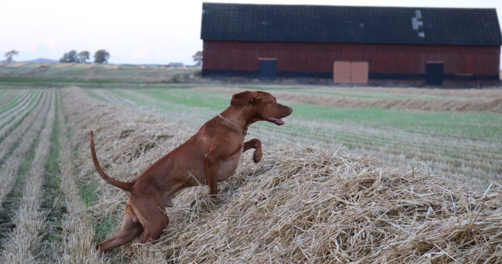 Hund på åker